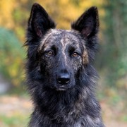 Owczarek holenderski