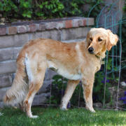 Afghan Retriever