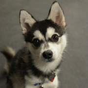 Alaskan Klee Kai