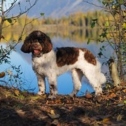 Cockapoo