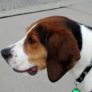 Foxhound