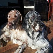 Lind i Lili