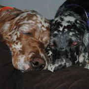 Lind i Lili