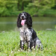 Rosyjski spaniel