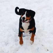Entlebucher Tami