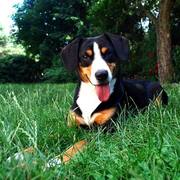 Entlebucher Tami