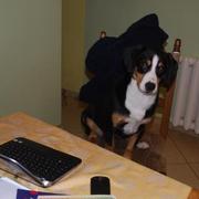 Entlebucher Tami