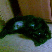 Lemik