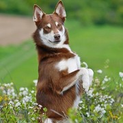 A kuku!