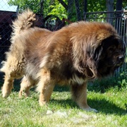 BIMER