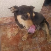 Czarnula