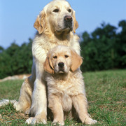 Goldeny