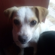 Mika-jack russel terrier