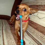 Tinka
