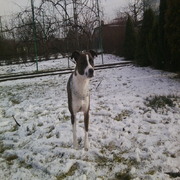 Borysek - Amstaff ( tylko na zdjęciach jest taki słodki i spokojny ) ;)