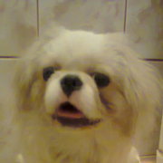 Pekinczyk