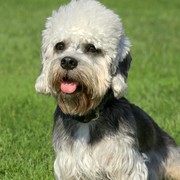 Dandie