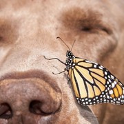 Motyl Monarcha i pies