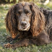 Spaniel niemiecki