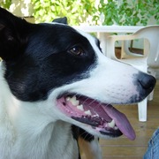 Border collie krótkowłosy