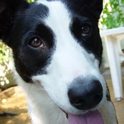 Border collie krótkowłosy