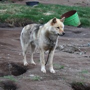 Jedzonko