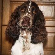 Springer