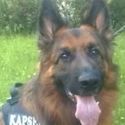 Kapsel