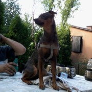 Nineczka