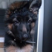 AKITA 2 MC