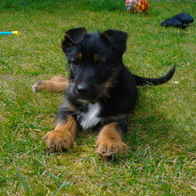 Bruno