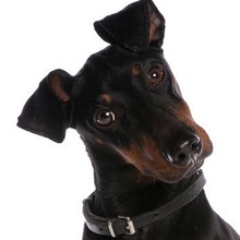 Manchester terrier