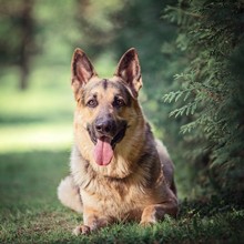 East-European Shepherd
