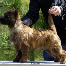 CAIRN TERRIER SARABI Seglavi