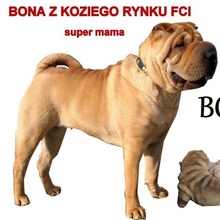 Bona z Koziego Rynku FCI