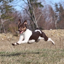 Epiko