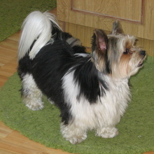 Tofik