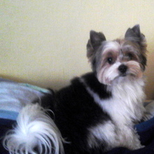 York Shire Terrier Biewer