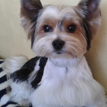 York Shire Terrier Biewer