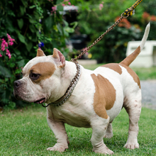 American Bully