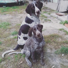 German pointers
