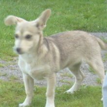 Perełka