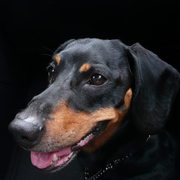 Junior