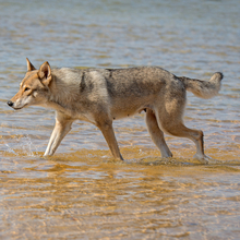 Tamaskan dog