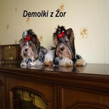 Zdjęcie psa