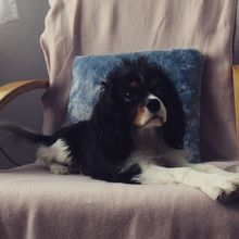 Cavalier King Charles Spaniel