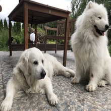 Golden retriever Hugo i samoyed Syriusz