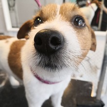Jack Russel Terier niuch niuch czuję jakieś psie perfumy.
