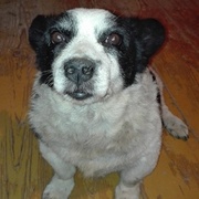 Brutus