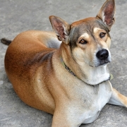 Max
